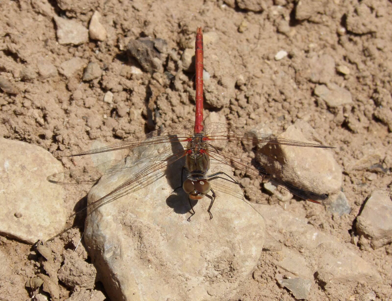 Panasonic DMC-FZ62 sample photo. Dragonfly, lb lula red photography