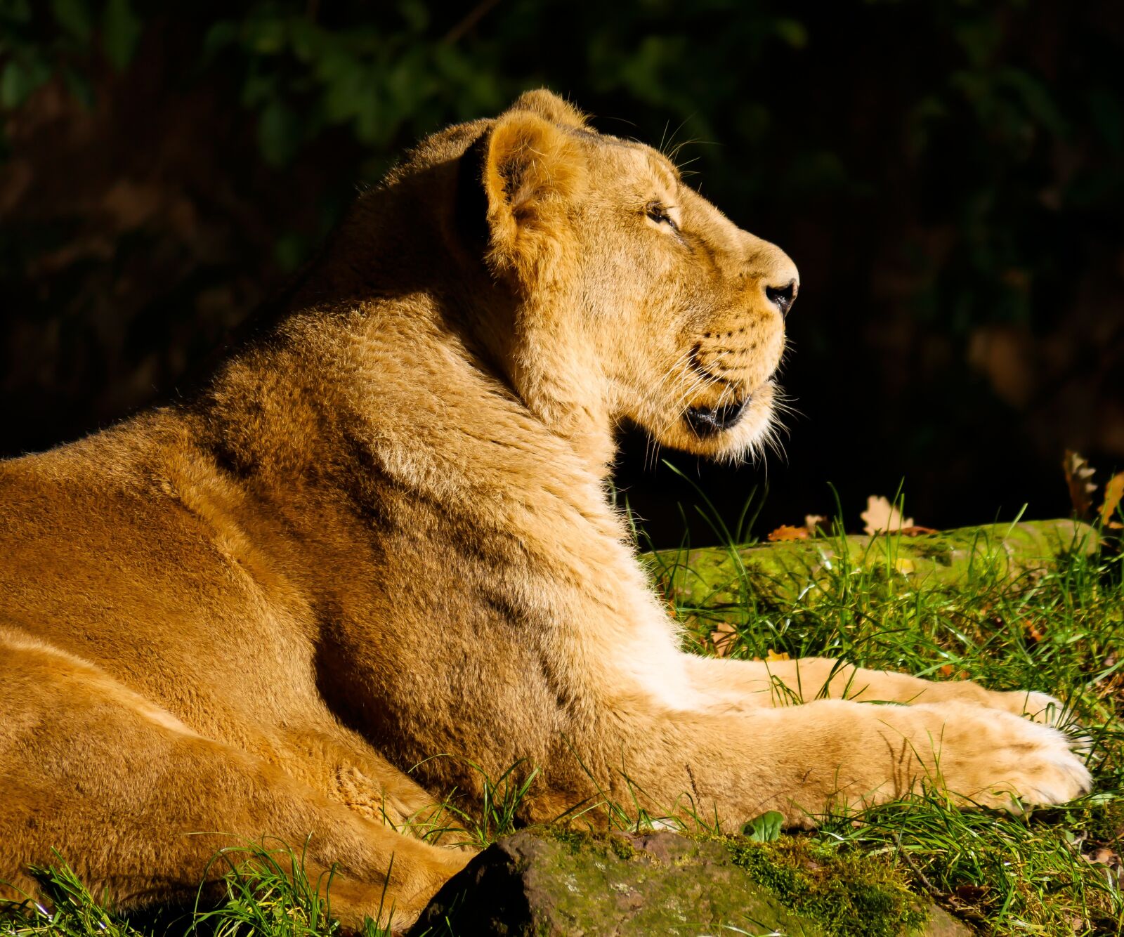 Panasonic DMC-G70 sample photo. Animal, predator, lion photography
