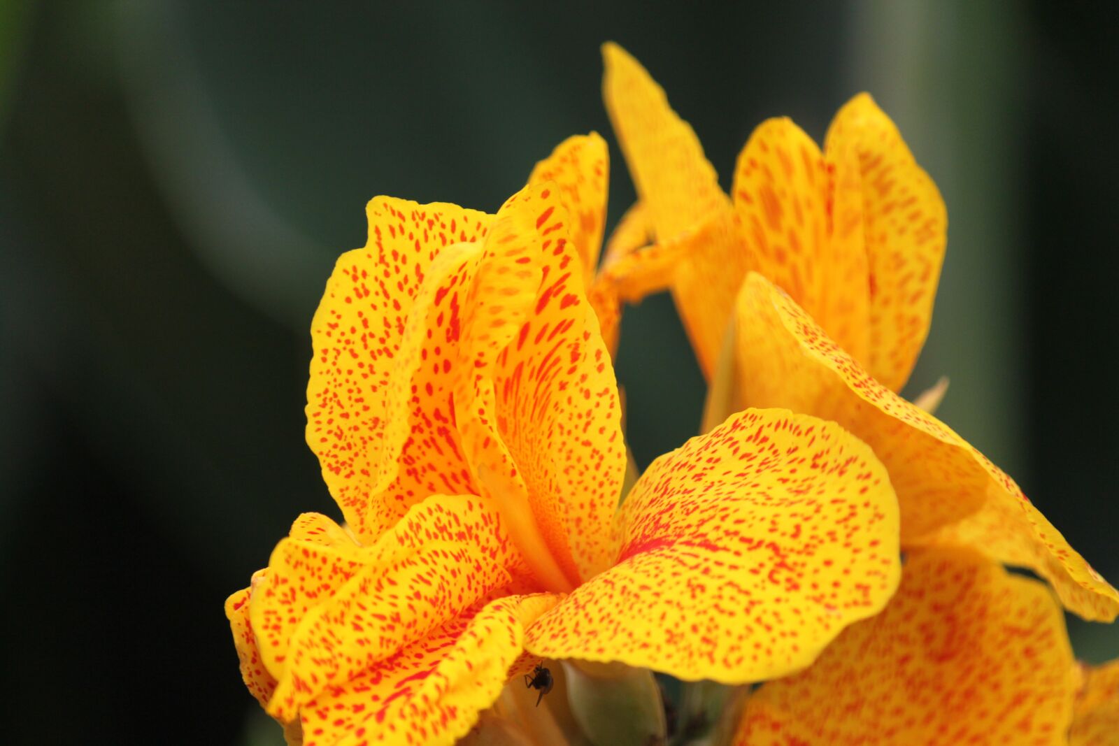 Canon EOS 500D (EOS Rebel T1i / EOS Kiss X3) sample photo. Plant, flowers, botany photography