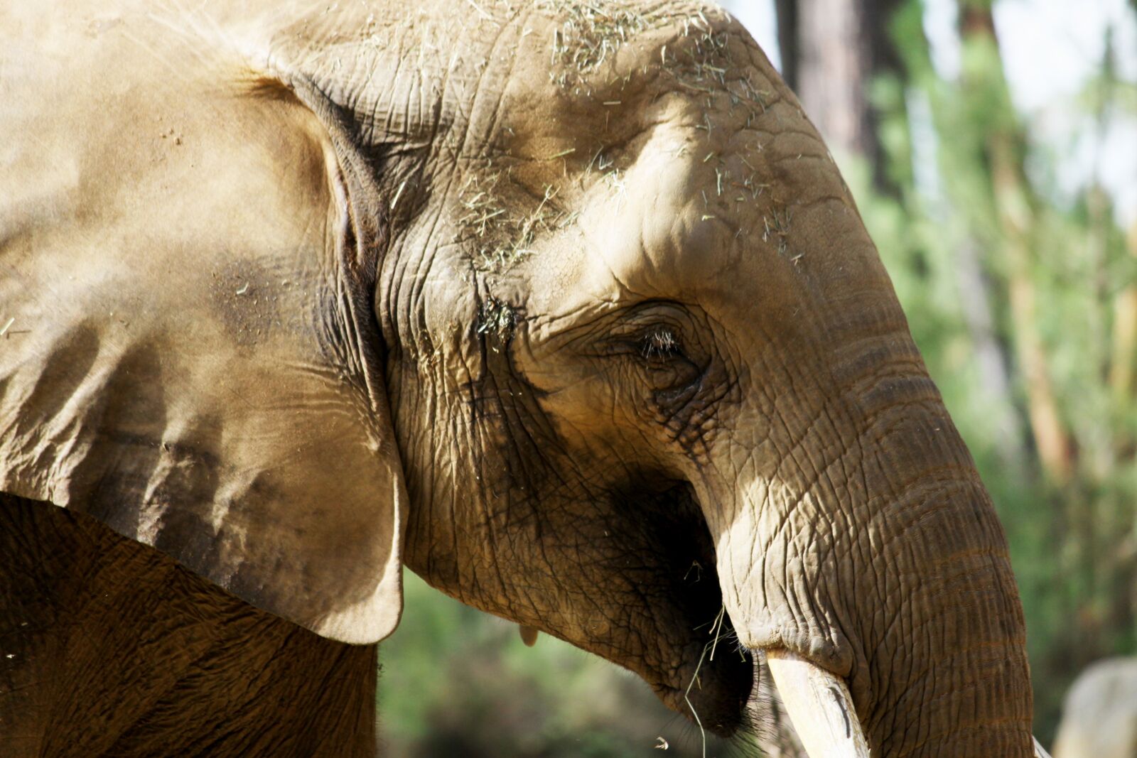 Canon EOS 50D sample photo. Elephant, fauna, nature photography