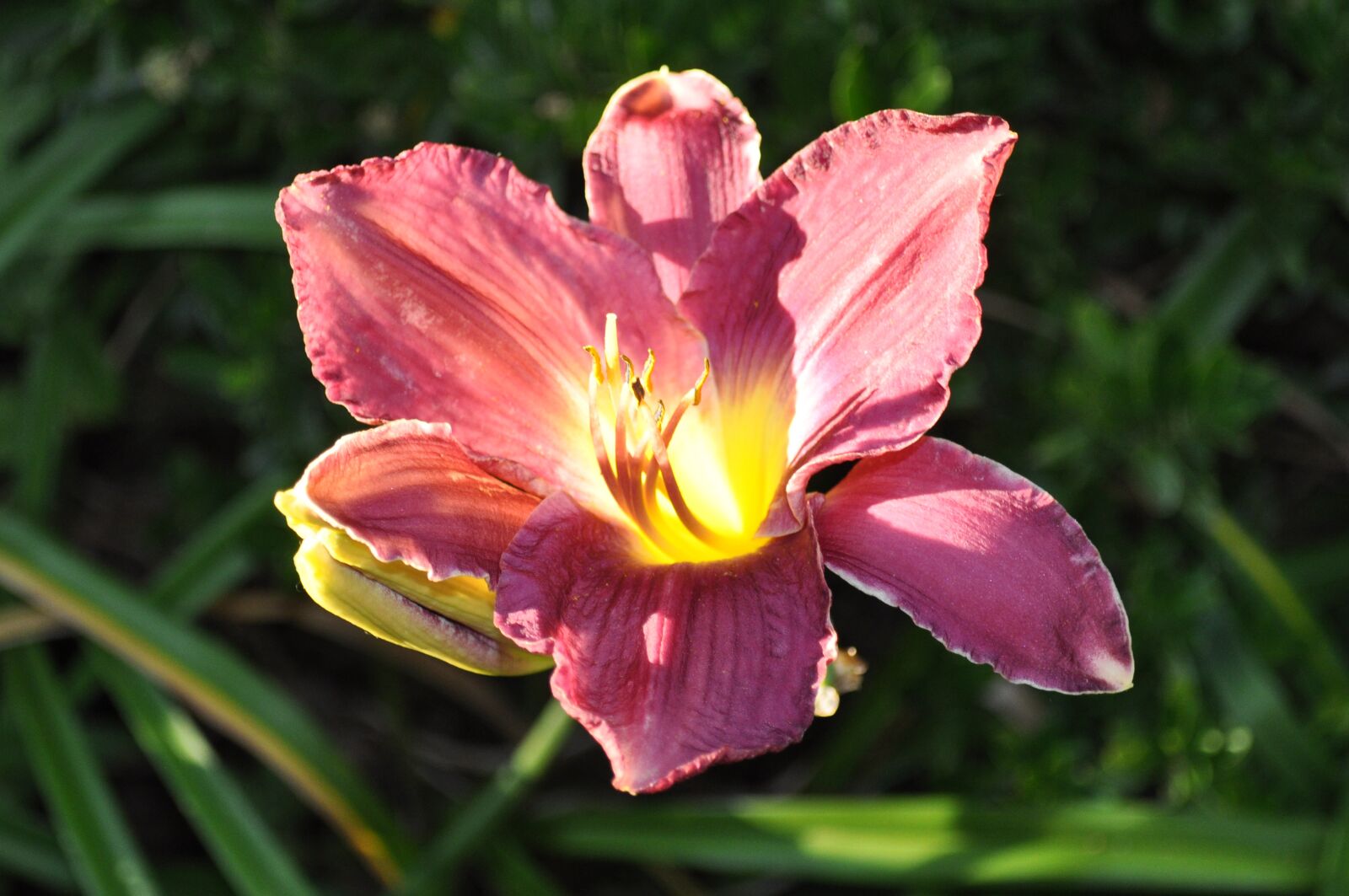 Nikon D5000 sample photo. Blossom, flower, plant photography