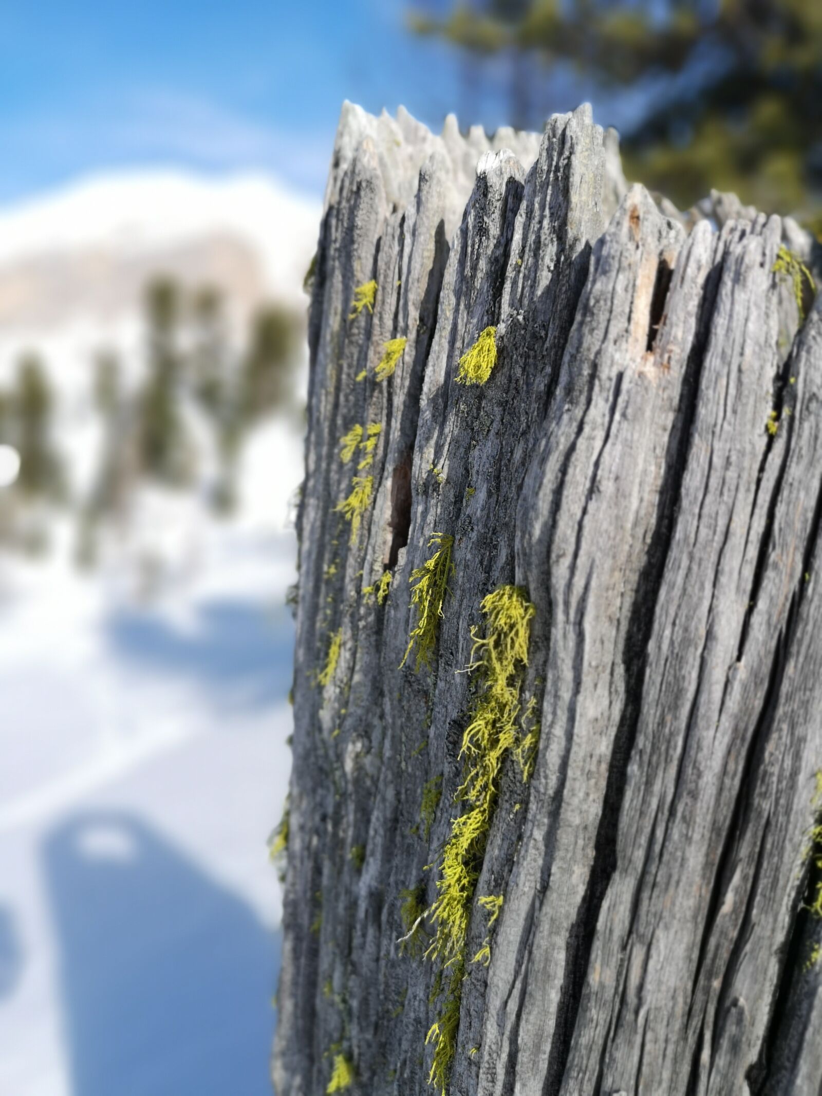 HUAWEI CLT-L09 sample photo. Detail, lichen, mountain photography