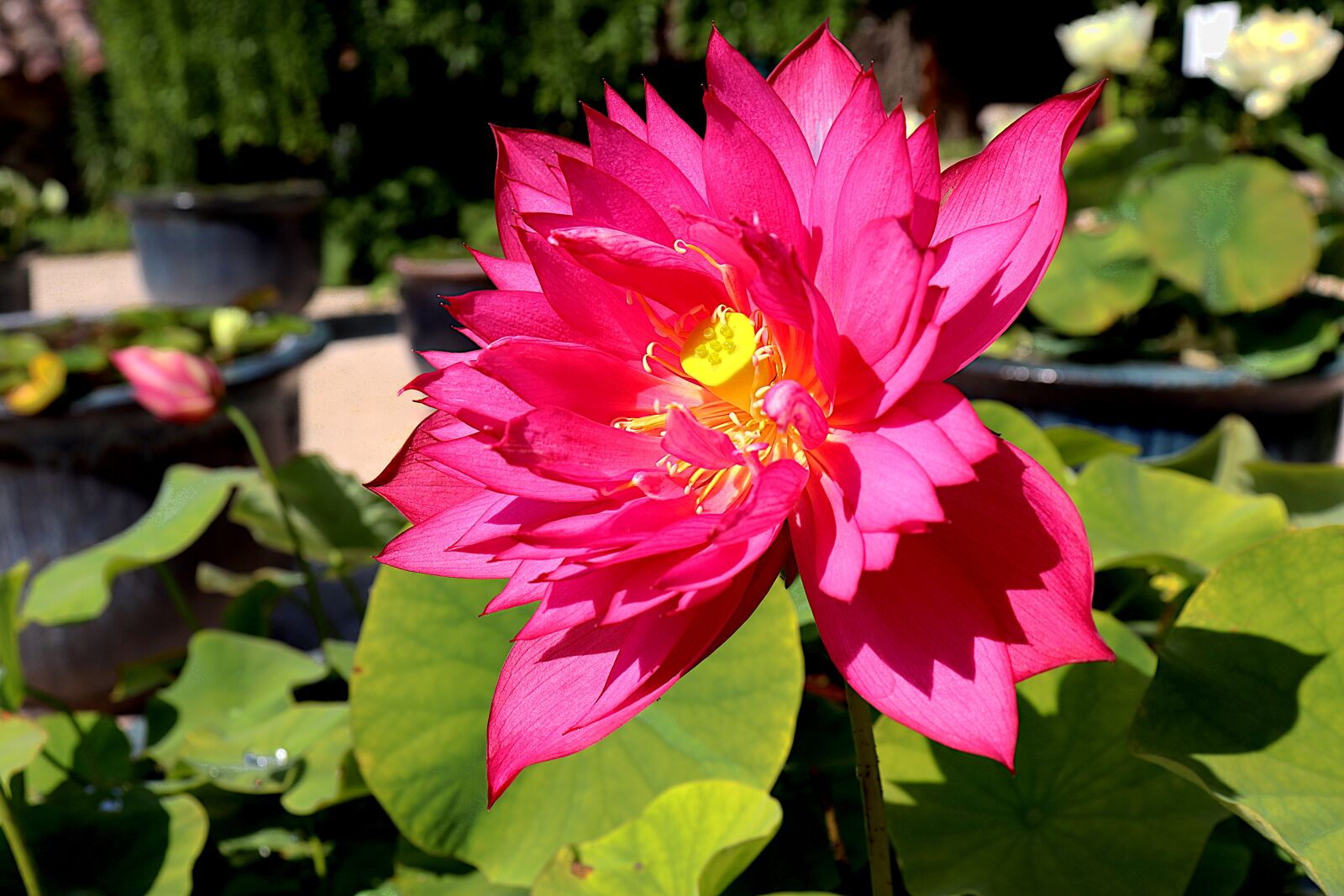 Canon EOS 800D (EOS Rebel T7i / EOS Kiss X9i) sample photo. Lotus, flowers, water plants photography