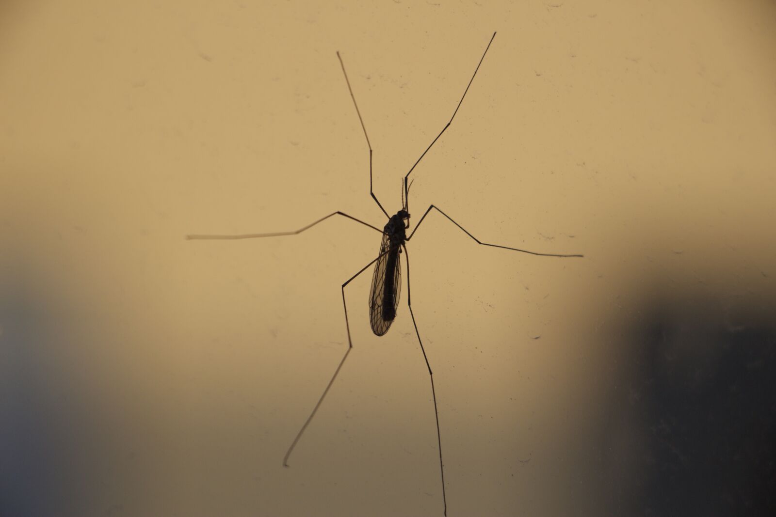 Canon EOS 100D (EOS Rebel SL1 / EOS Kiss X7) sample photo. Insect, close-up, bug photography