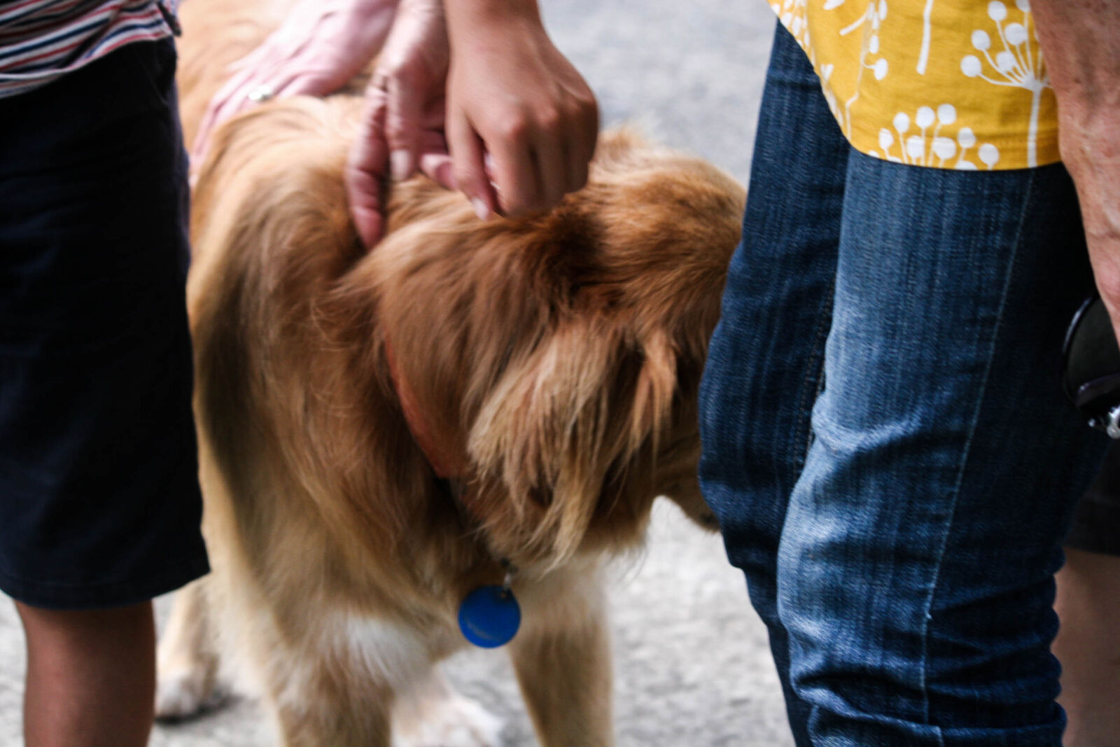 Canon EOS 20D sample photo. Dog, dog, being, petted photography