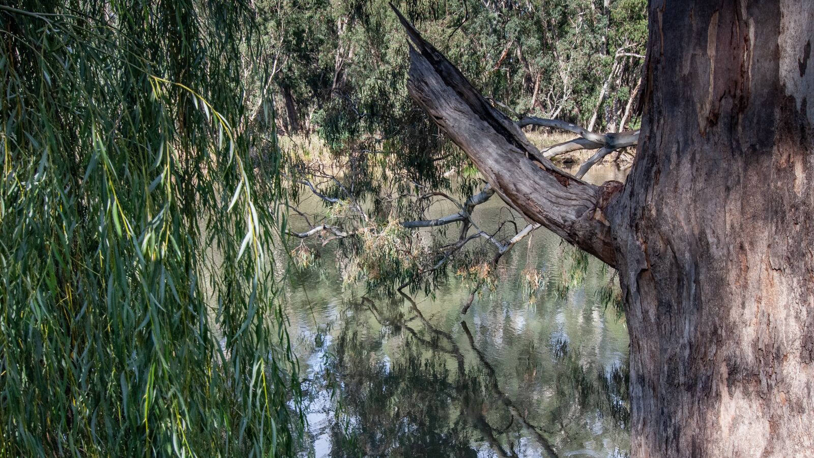 Tokina AT-X Pro 12-24mm F4 (IF) DX sample photo. Bushland, river, australian photography