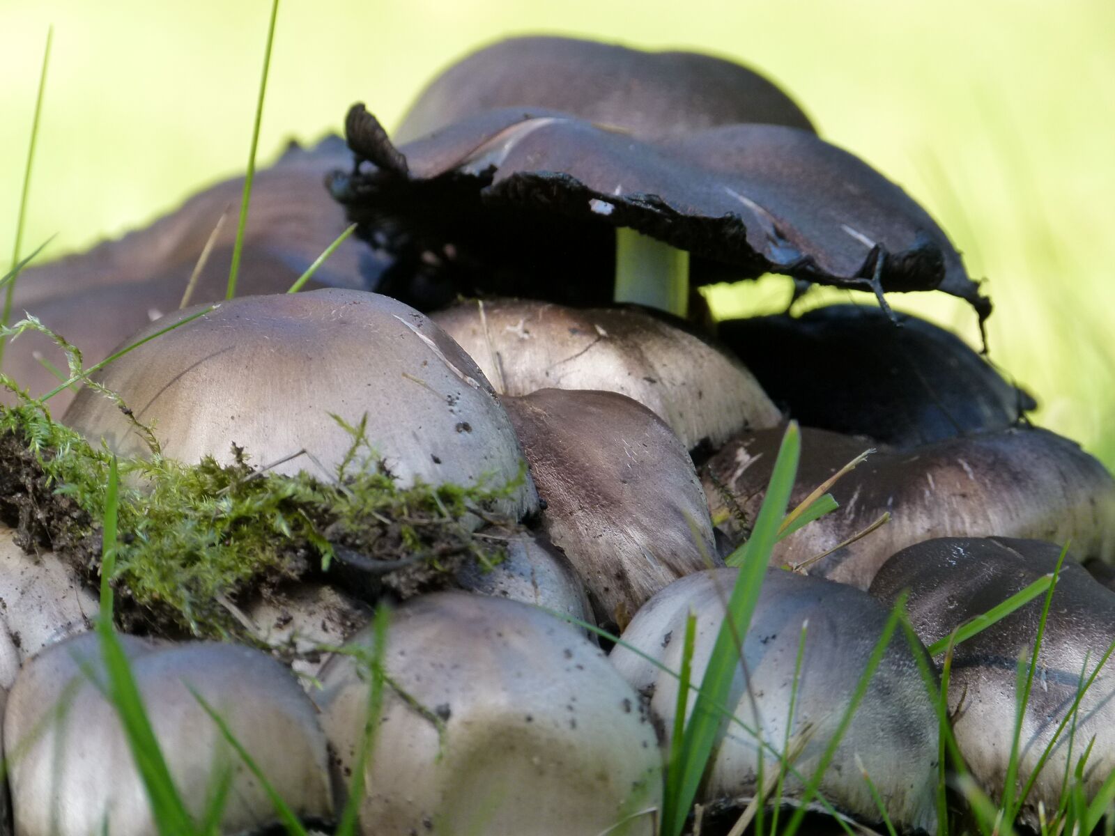 Panasonic Lumix DMC-FZ100 sample photo. Wild, mushrooms, stacked photography