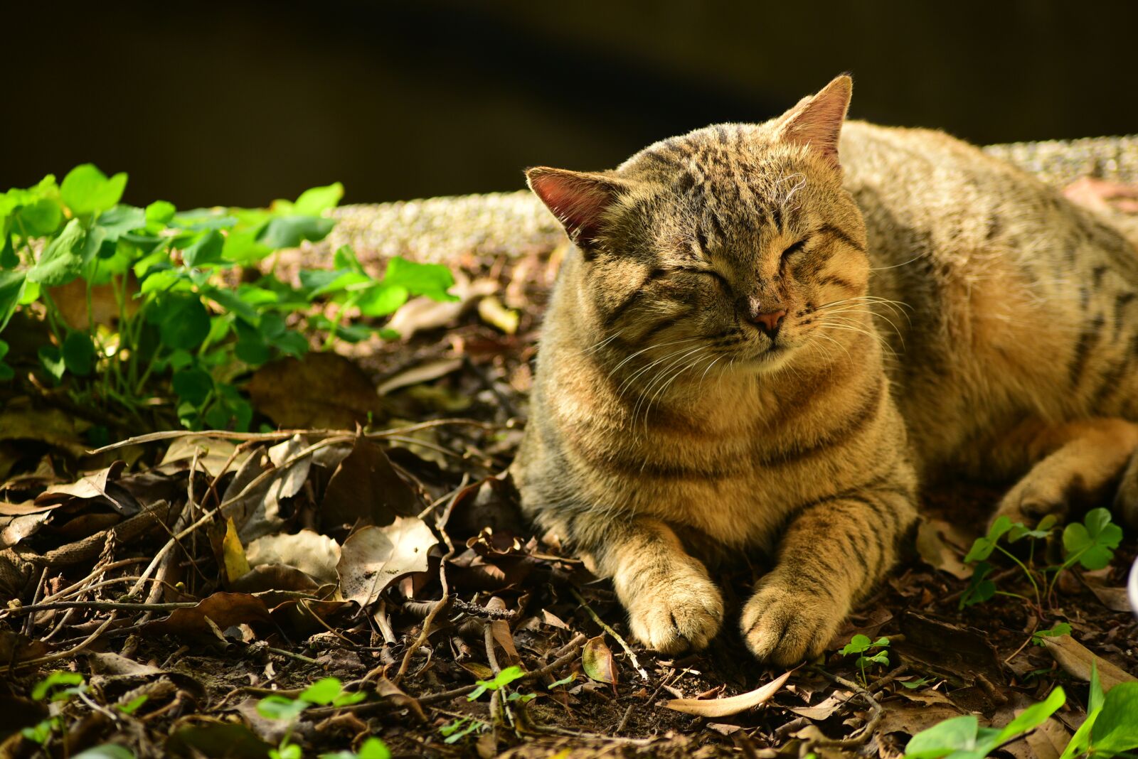 Nikon D750 sample photo. Nature, animal, cute photography
