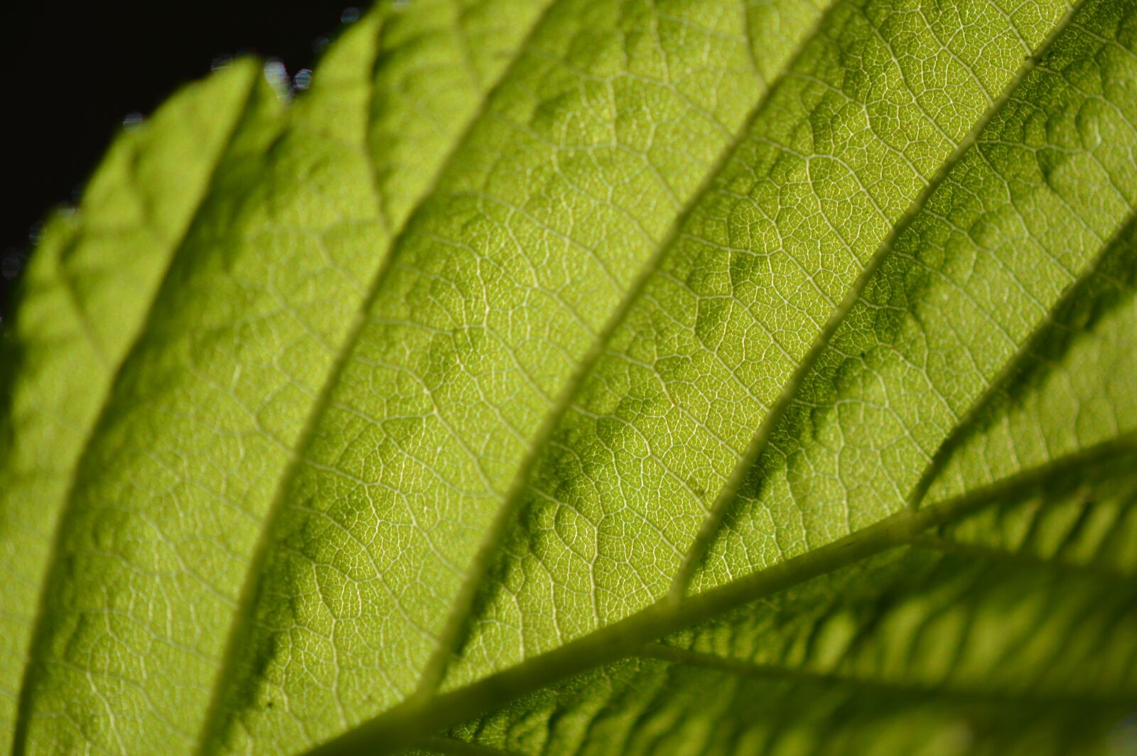 Nikon D3200 sample photo. Chlorophyll, leaf, macro photography