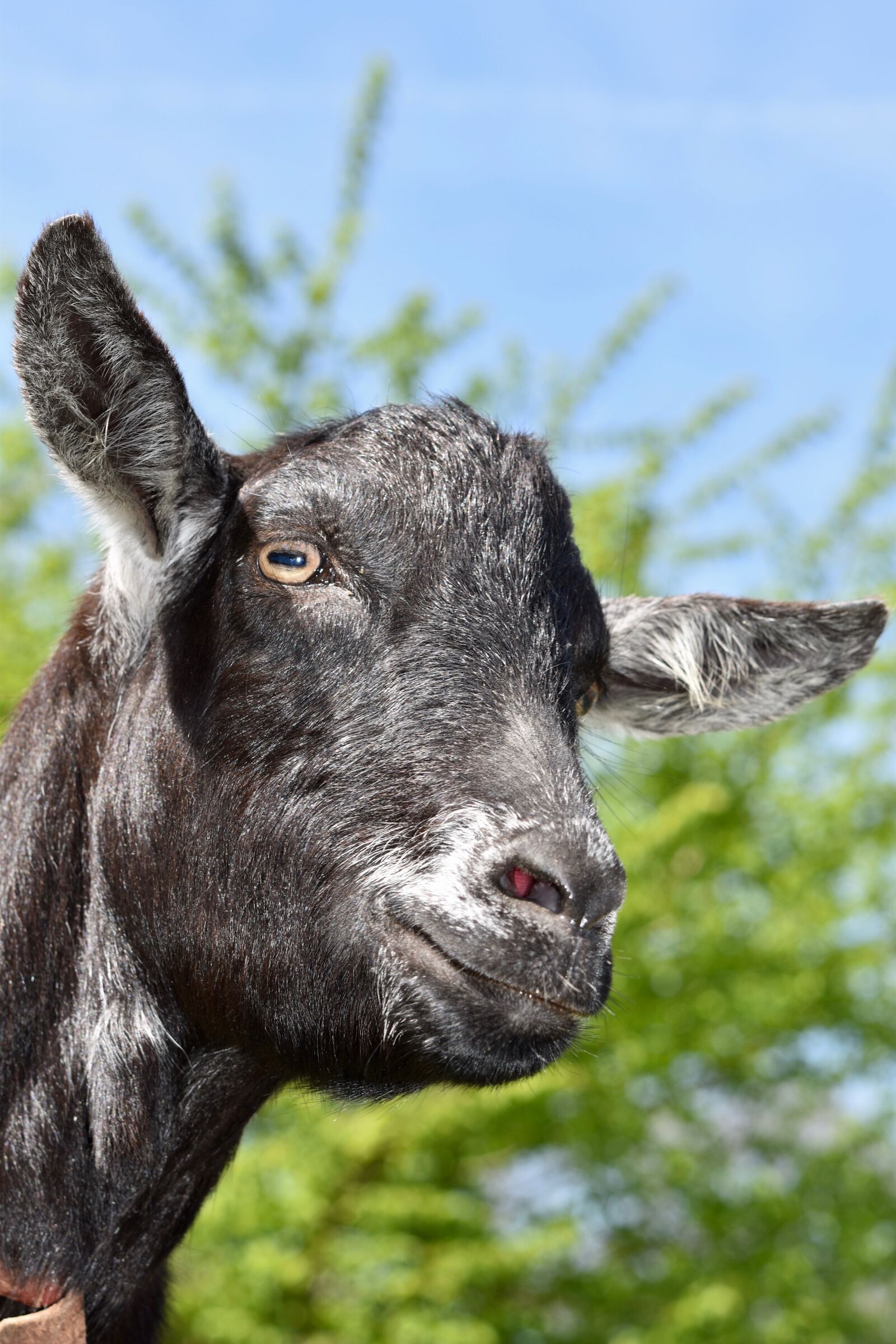 Nikon D5600 sample photo. Goat, goat color black photography