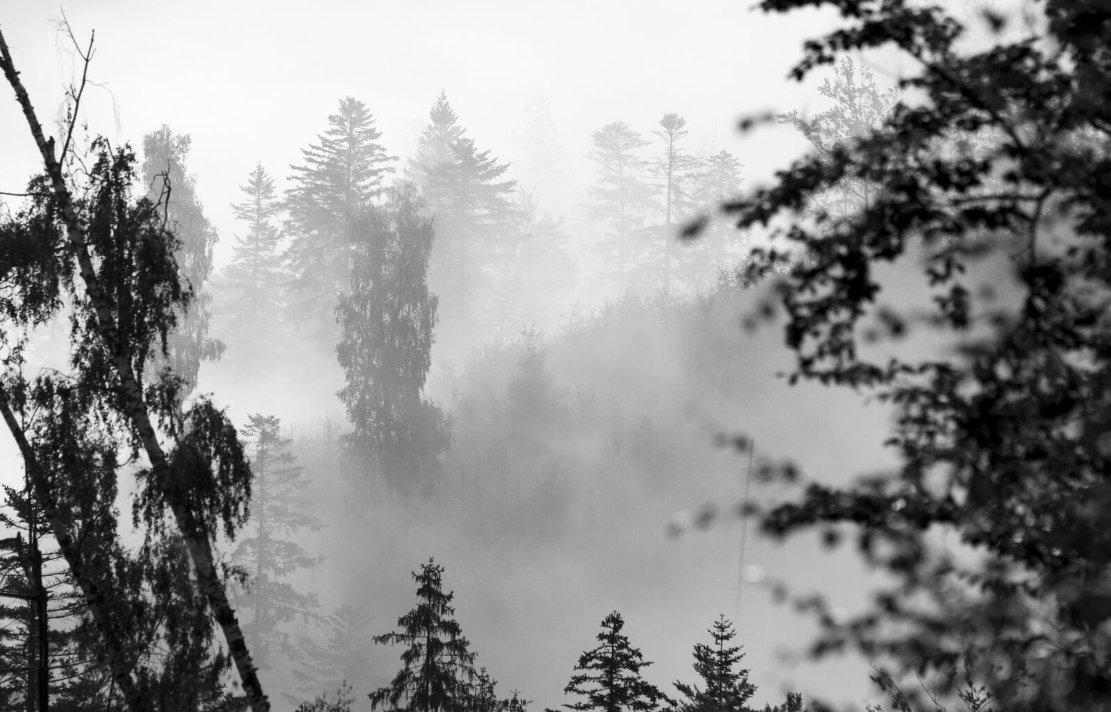 Canon EOS 800D (EOS Rebel T7i / EOS Kiss X9i) sample photo. Forest, tree, fog photography