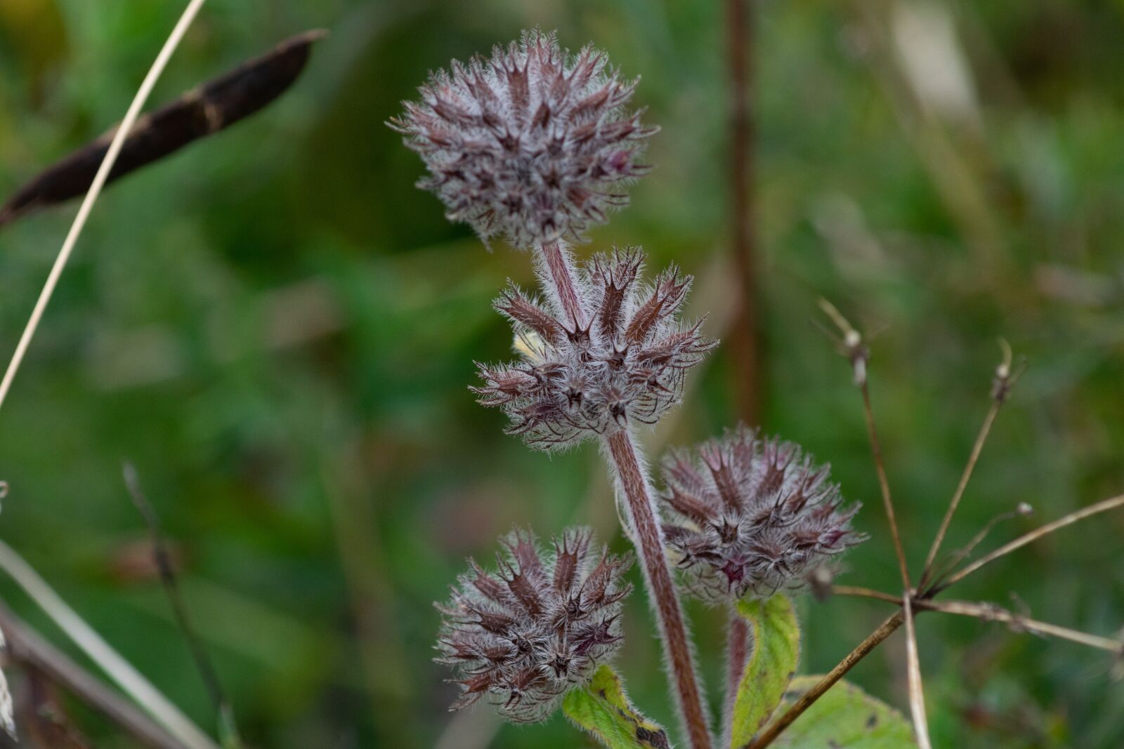 Nikon D3300 sample photo. Flower, nice, blooms at photography