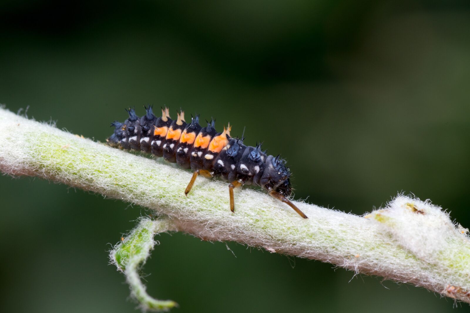 Canon EOS 7D Mark II sample photo. Marienk fer larva, macro photography