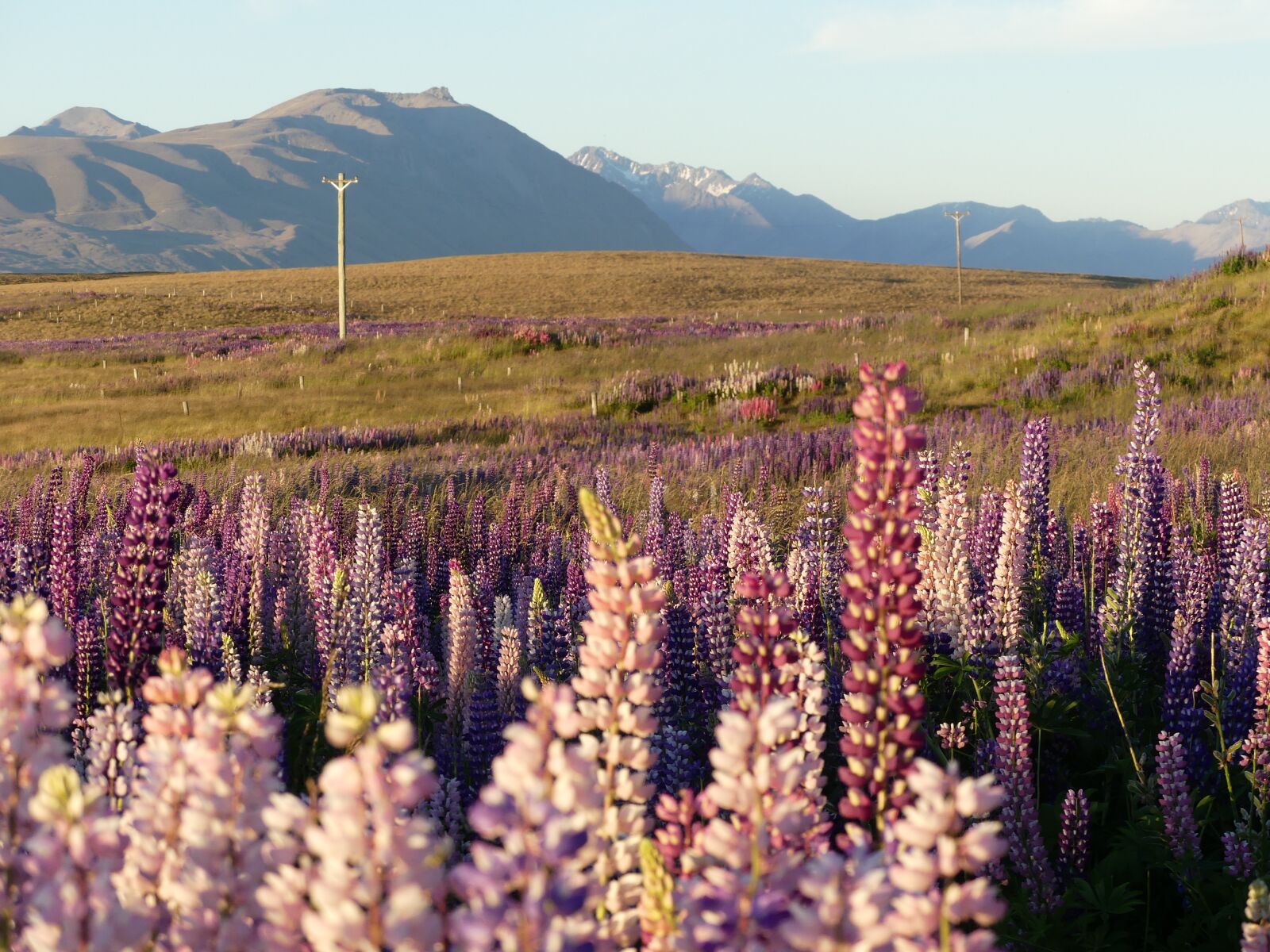 Panasonic Lumix DMC-FZ300 sample photo. Lupins, wildflowers, meadow photography