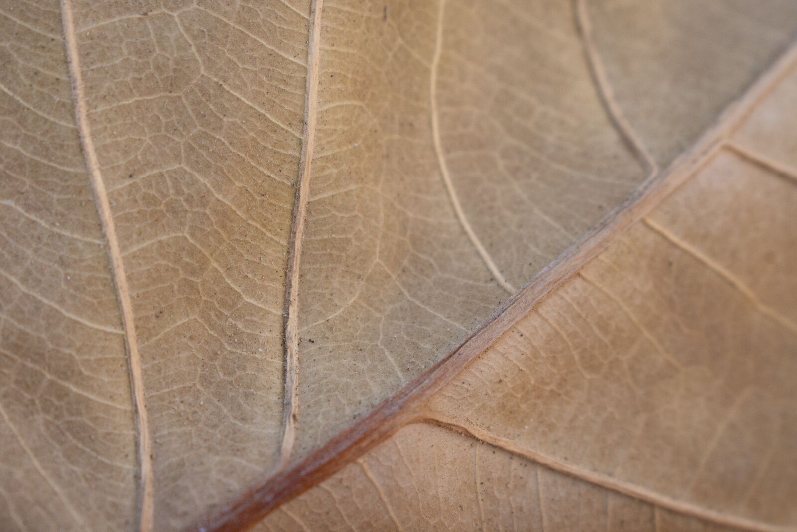 Nikon D7200 sample photo. Sheet, texture, autumn photography