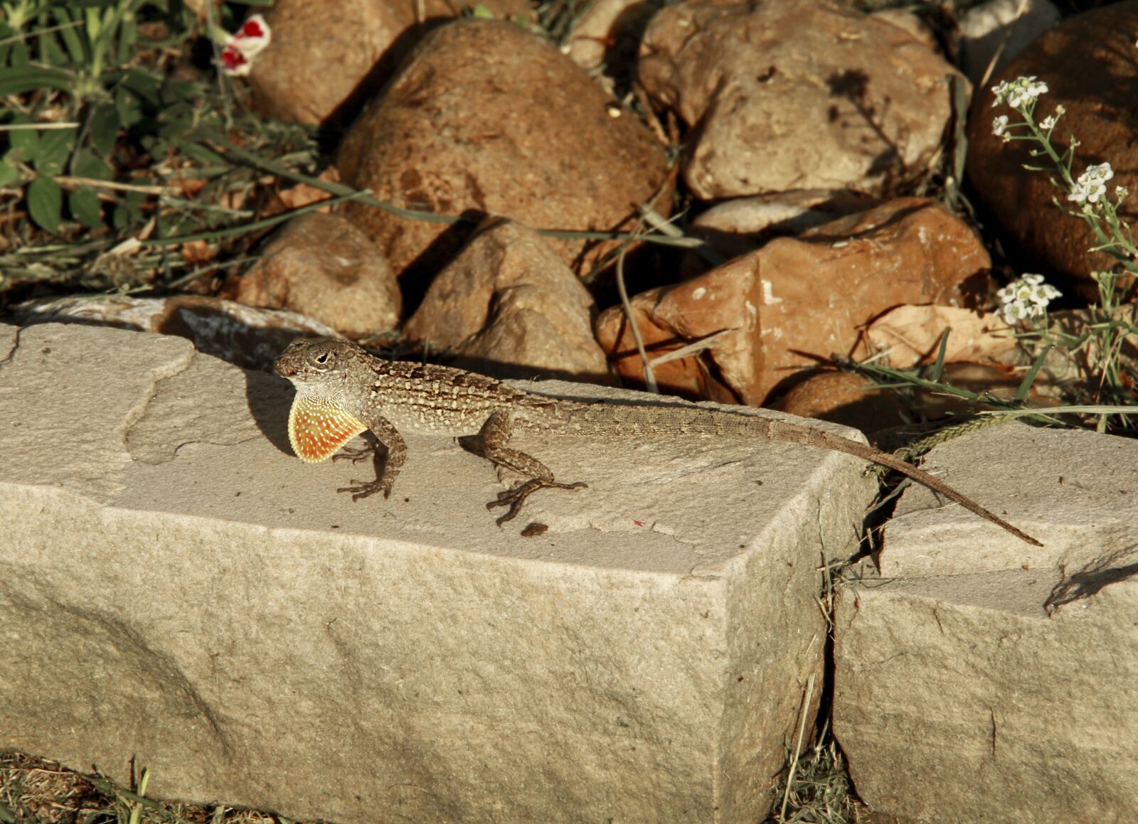 Canon EOS 7D sample photo. Lizard, reptile, small photography