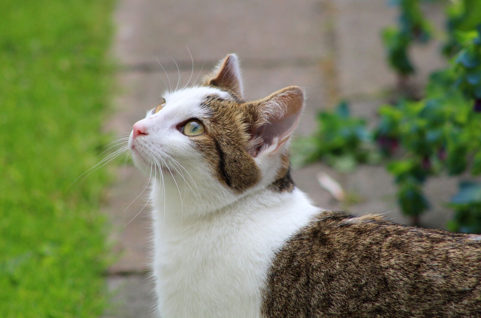 Canon EOS 600D (Rebel EOS T3i / EOS Kiss X5) sample photo. Cats, eyes, fur photography