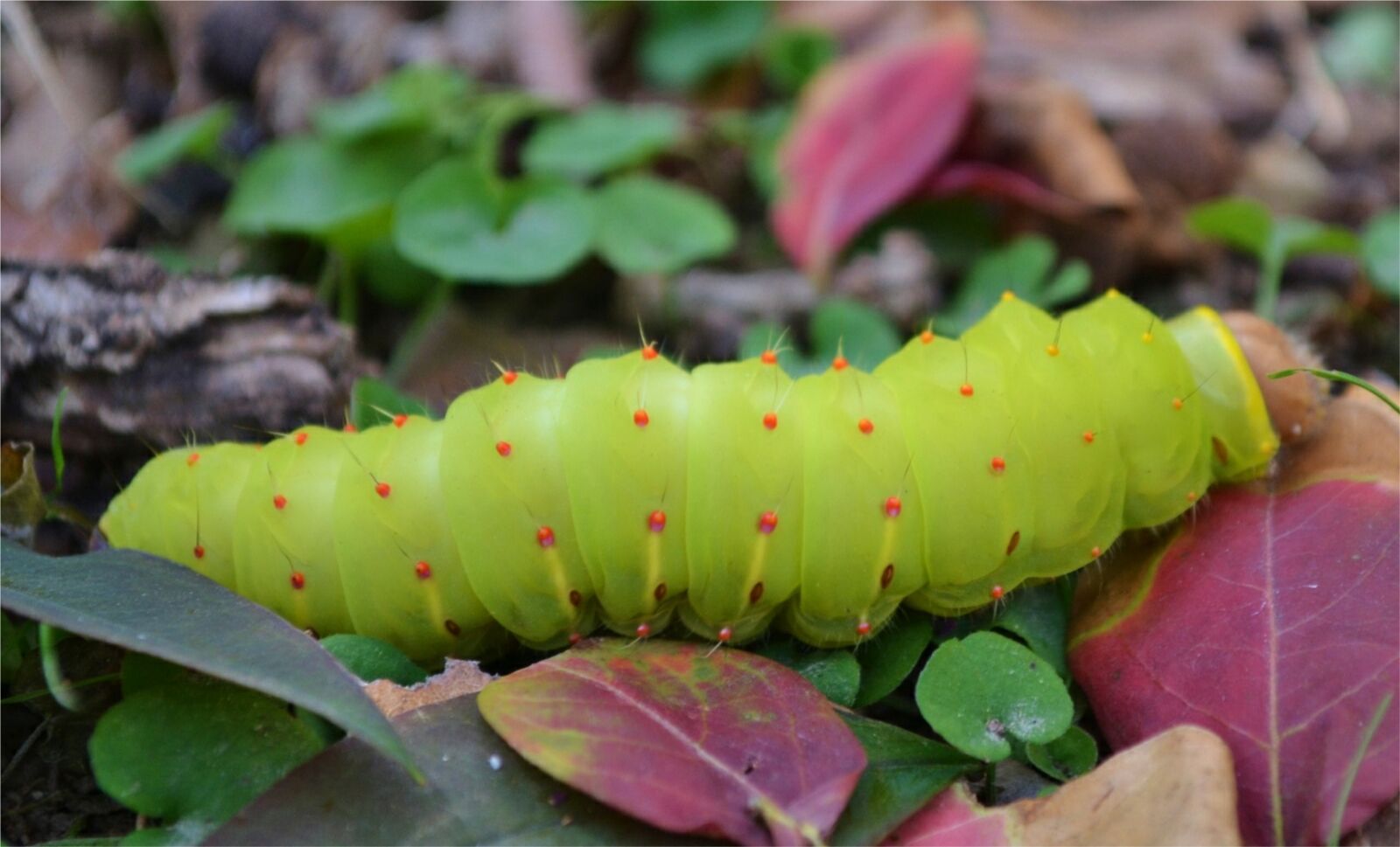 Nikon D3100 sample photo. Caterpillar, autumn, bugs photography