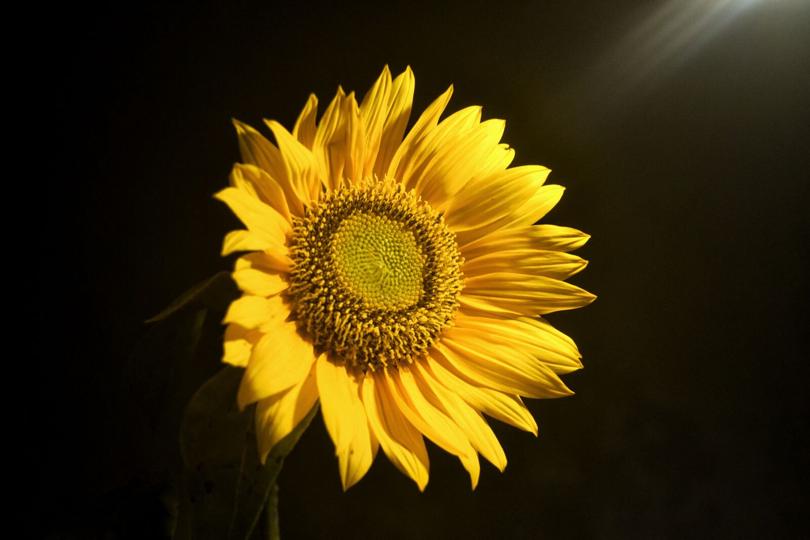 Nikon D3100 sample photo. Flowers, sun, yellow photography