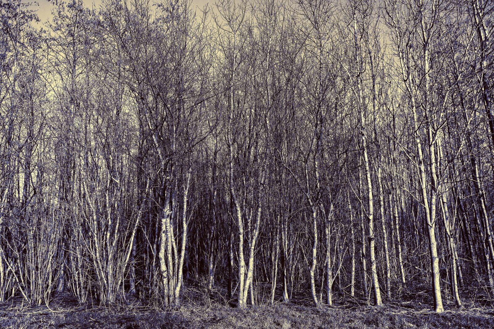 Sony Cyber-shot DSC-RX100 sample photo. Tree, grove, forest photography