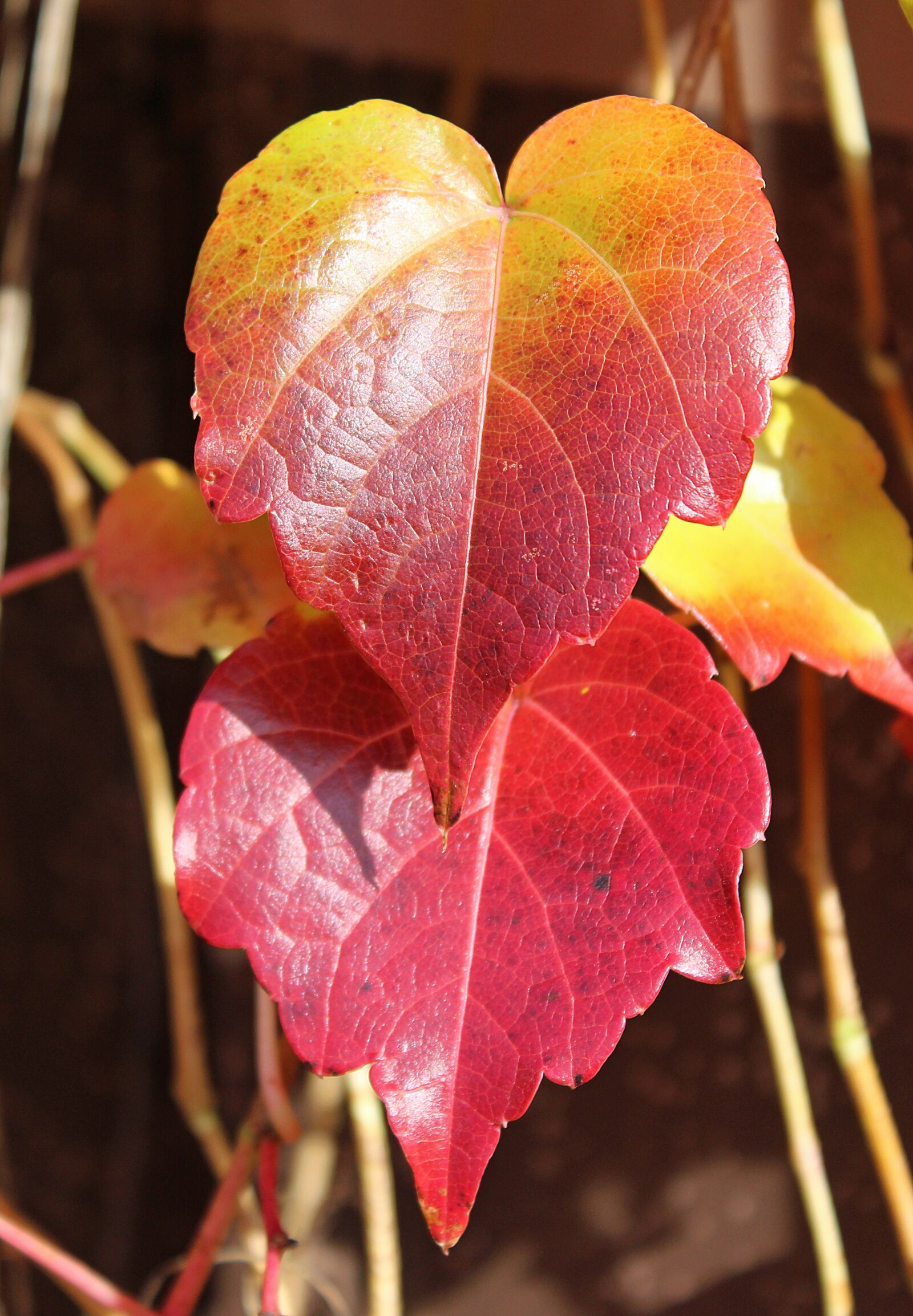 Canon EOS 1200D (EOS Rebel T5 / EOS Kiss X70 / EOS Hi) sample photo. Autumn, fall foliage, colorful photography