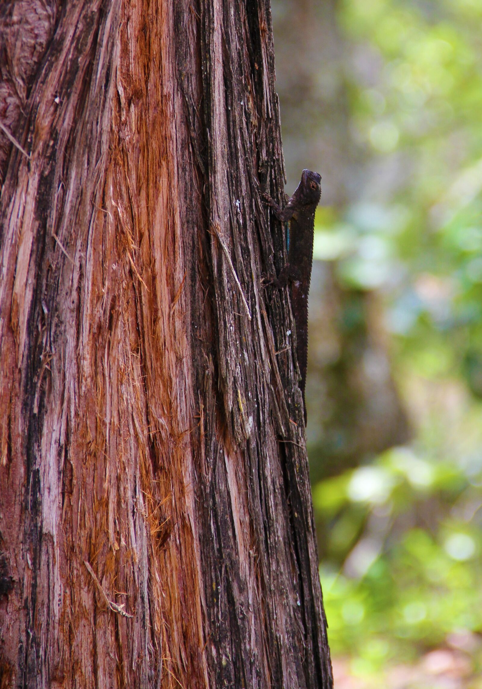 Canon EOS 550D (EOS Rebel T2i / EOS Kiss X4) sample photo. Lizard, reptile, animal photography