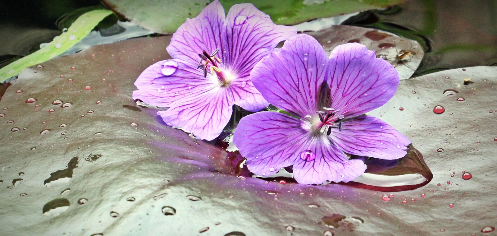 Canon EOS 550D (EOS Rebel T2i / EOS Kiss X4) sample photo. Water lilies, nuphar, lily photography