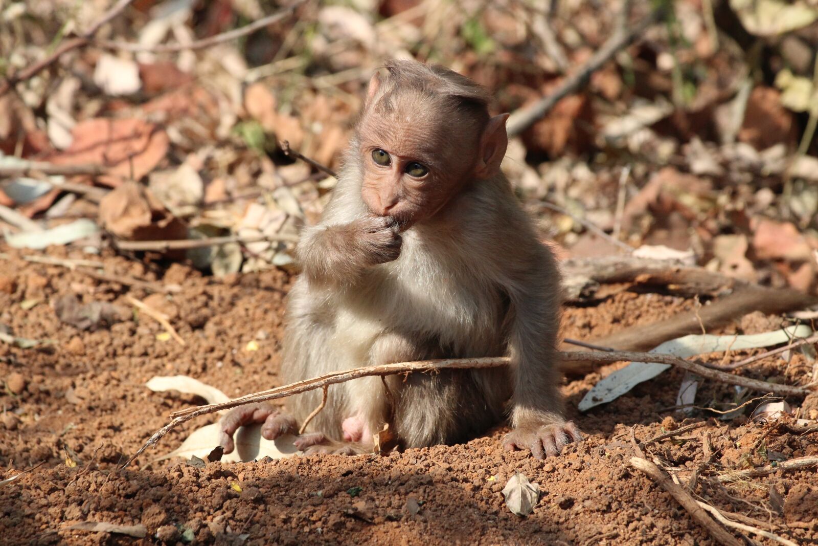 Canon EF 70-300 F4-5.6 IS II USM sample photo. Monkey, baby, hairy photography
