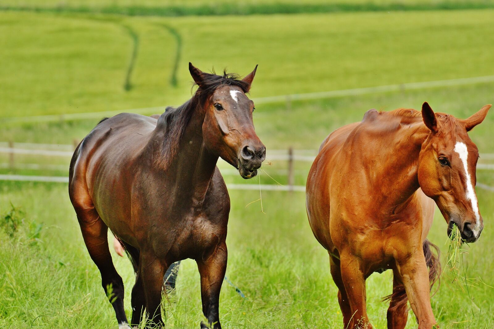 Nikon D3200 sample photo. Horses, for two, coupling photography