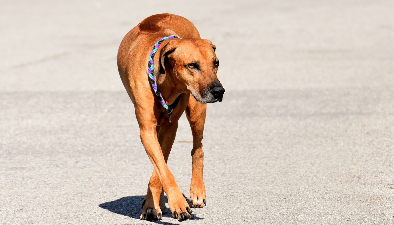 Nikon D7200 sample photo. Dog, pet, ridgeback photography