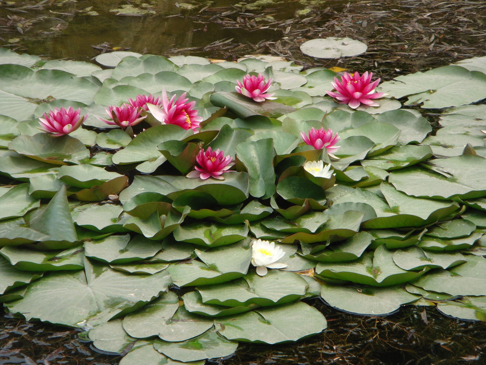 Sony DSC-T500 sample photo. Lotus, flowers photography