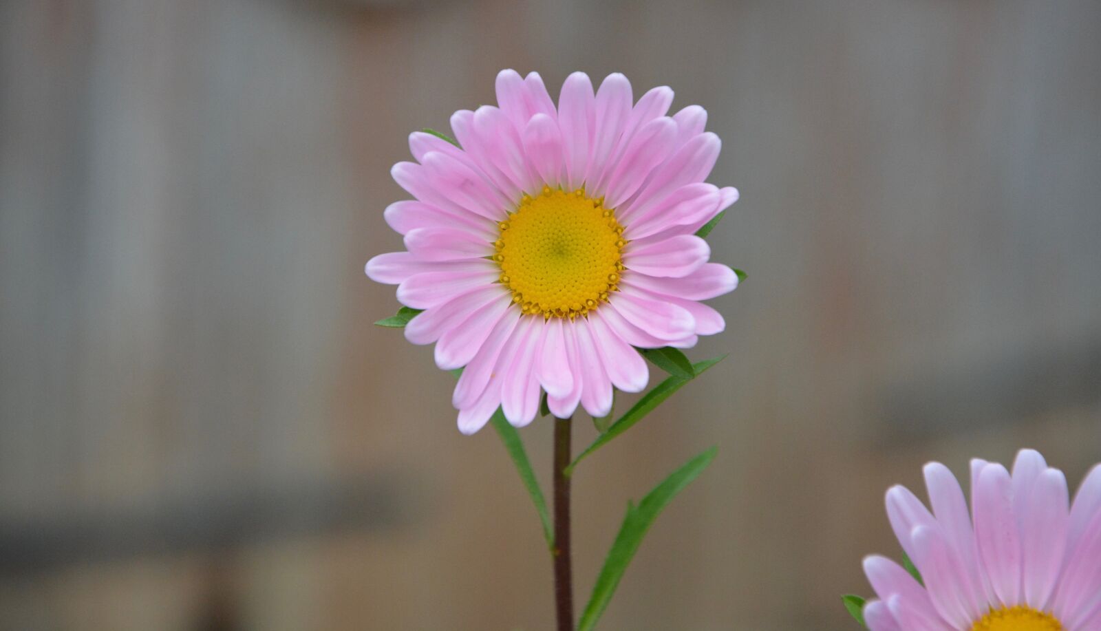 Nikon D5200 sample photo. Flower, bouquet, petals photography