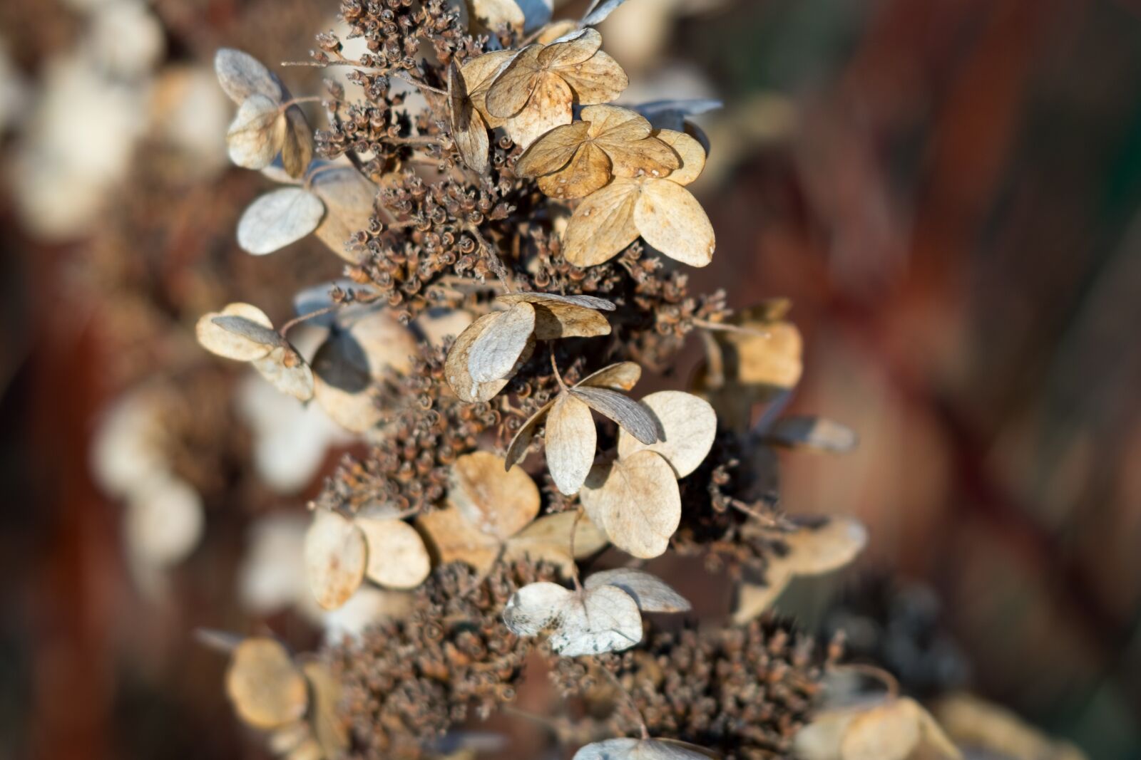Fujifilm X-T10 sample photo. Autumn, nature, morning photography