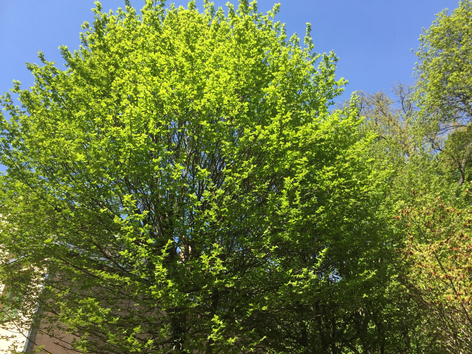 iPhone 6 back camera 4.15mm f/2.2 sample photo. Beech, tree, sky photography