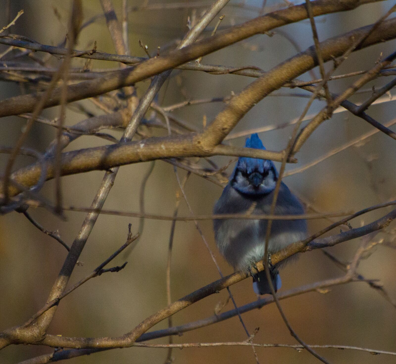 Canon EOS 60D sample photo. Jay, bird, bluejay photography