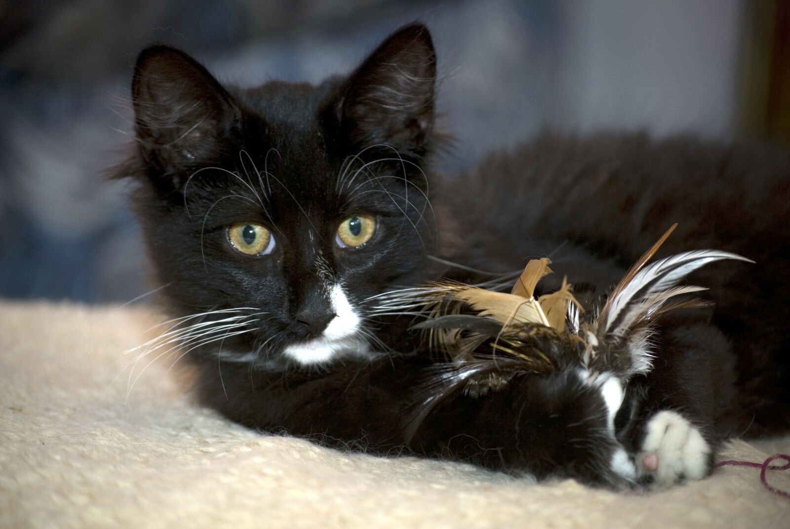 Nikon D80 sample photo. Norwegian, cat, kitten photography