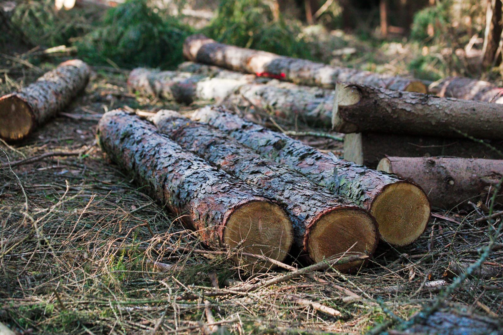 Canon EOS 6D sample photo. Wood, nature, tree photography