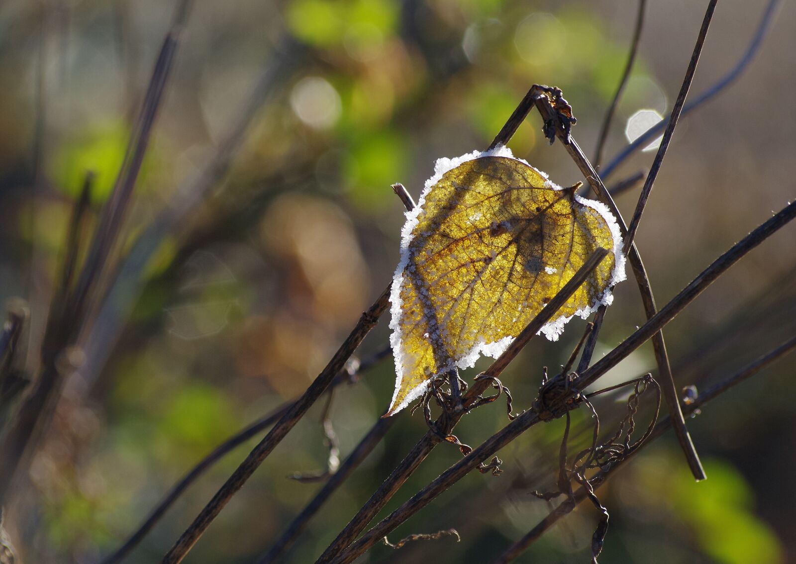 Pentax K-30 sample photo. Leaf, winter, sun photography