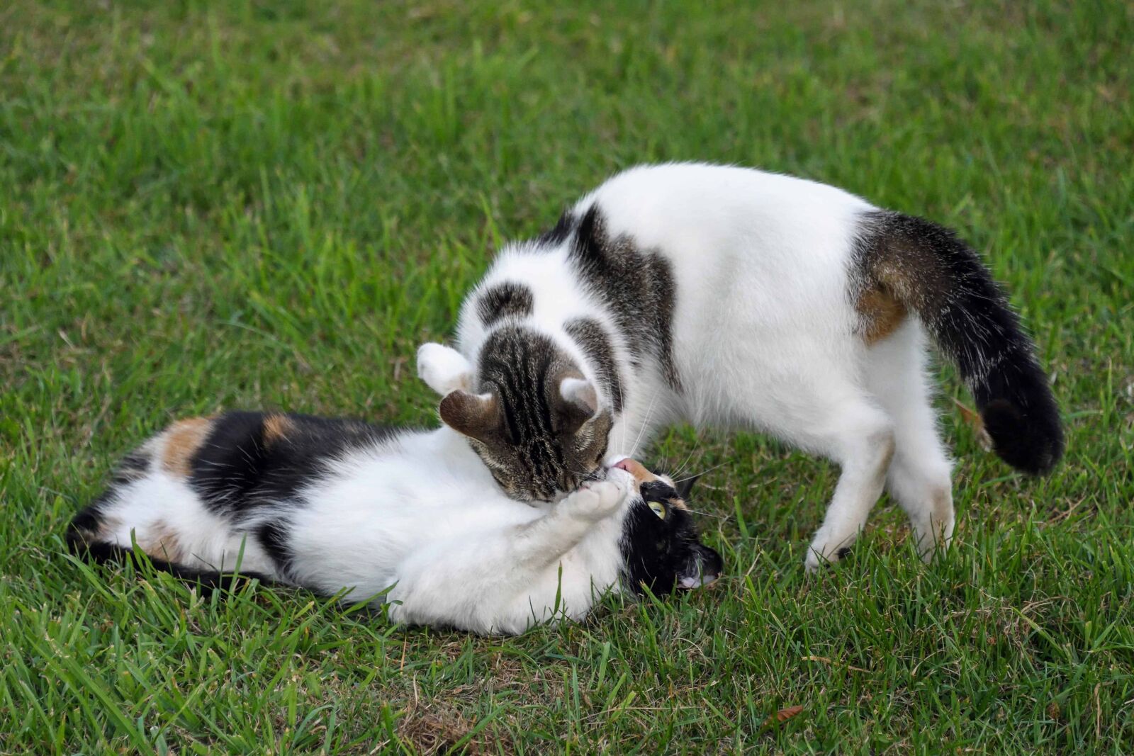 Nikon D500 sample photo. Pet, dog, animal, cute photography