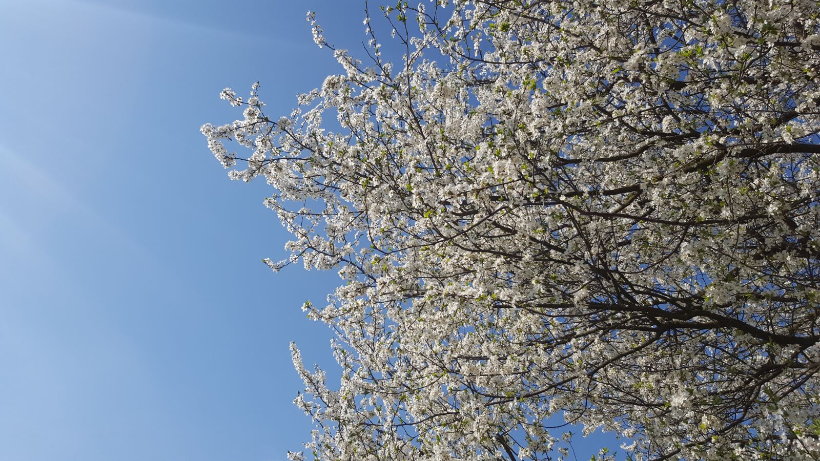 Samsung Galaxy S6 sample photo. Spring, flowers, tree photography