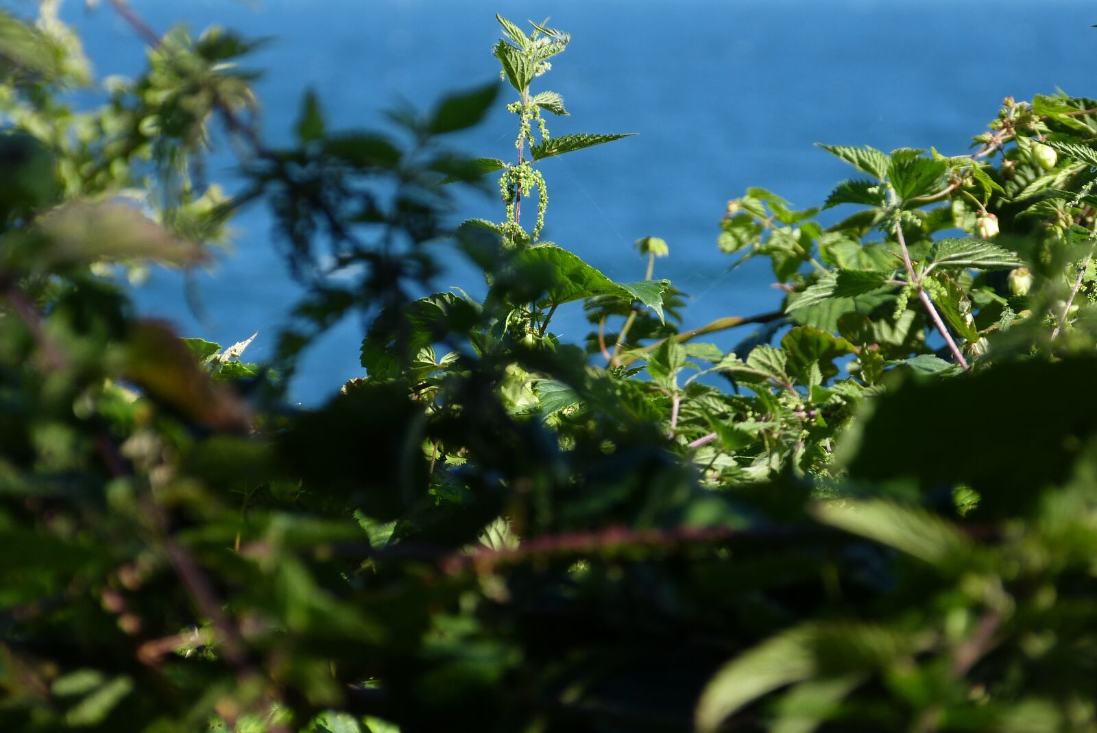 Panasonic Lumix DMC-FZ150 sample photo. Stinging nettle, plant, medicinal photography