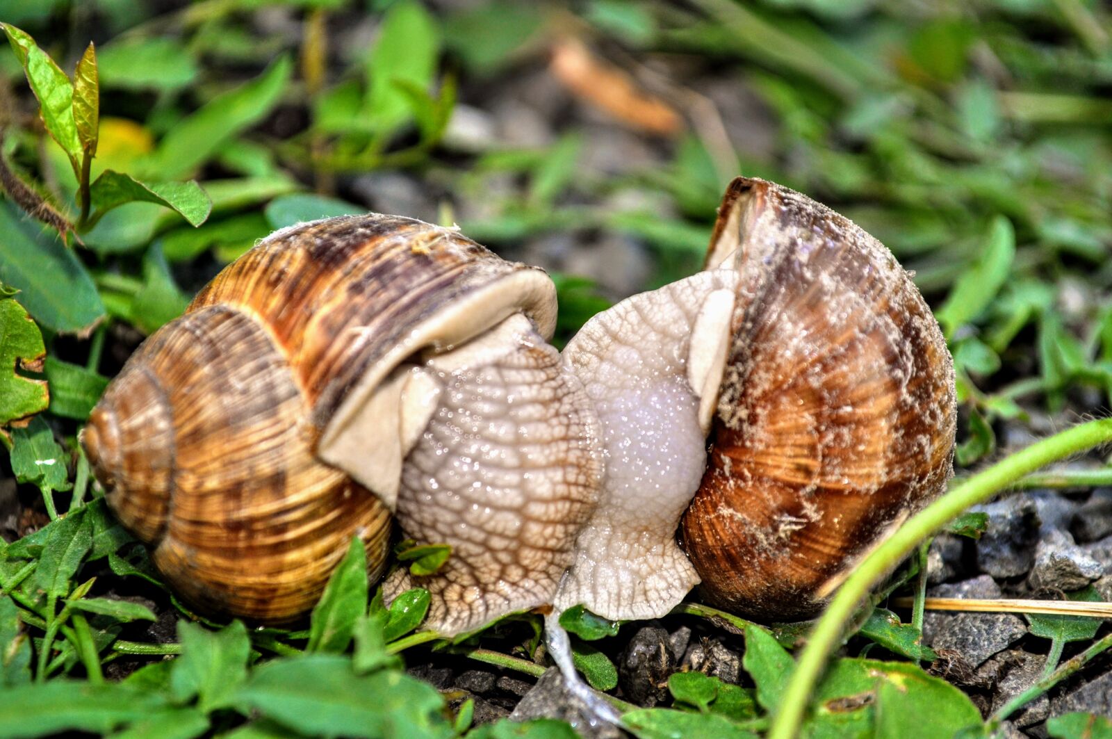 Nikon D5000 sample photo. Snail, nature, macro photography