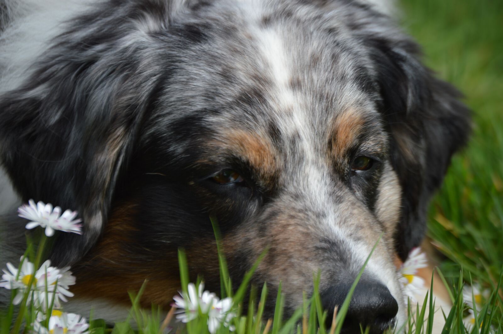 Nikon D3200 sample photo. Dog, animal, cute photography