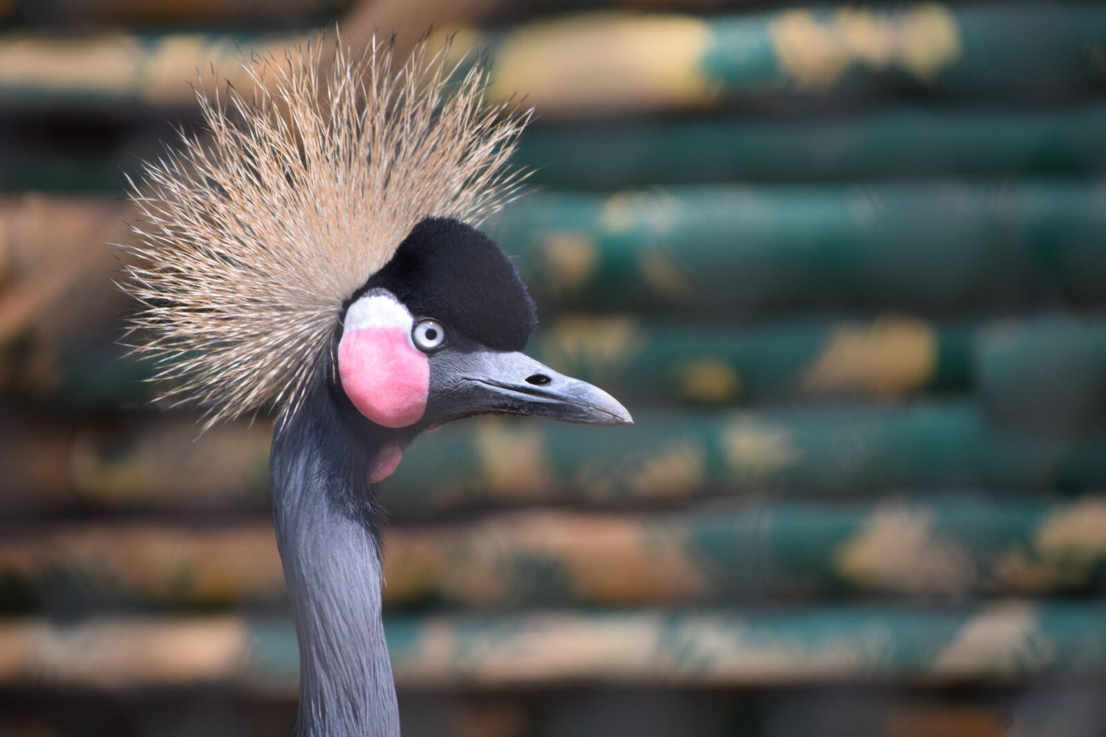 Nikon D3300 sample photo. Bannerghatta biological park, birds photography