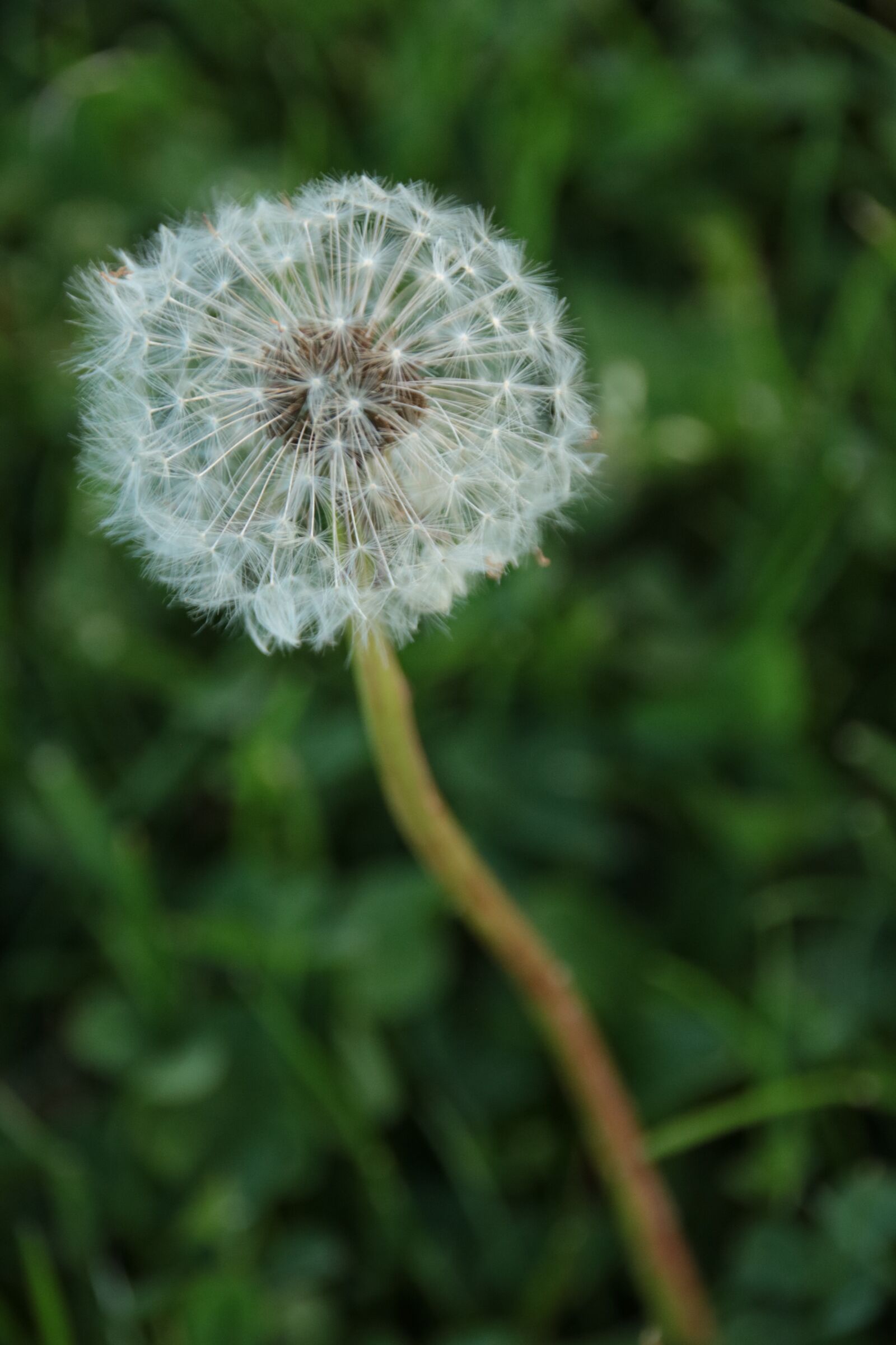 Canon EOS 750D (EOS Rebel T6i / EOS Kiss X8i) sample photo. Dandelion, nature, plant photography