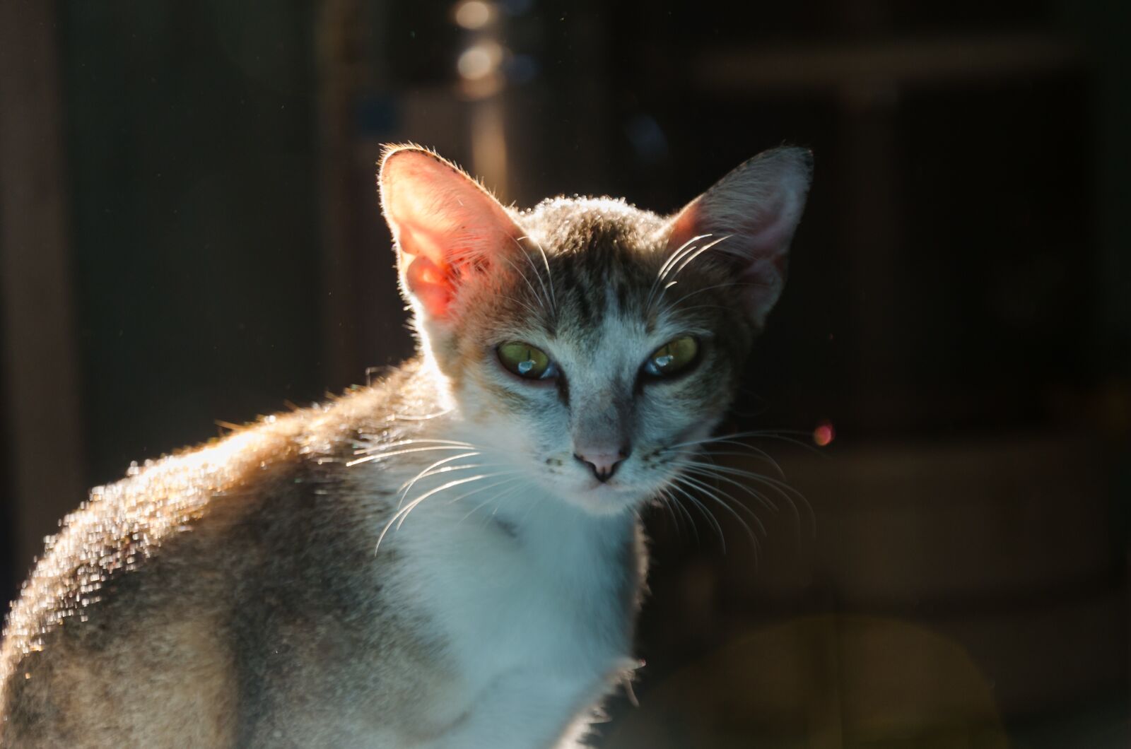 Nikon D5100 sample photo. Cat, animal, hairy photography