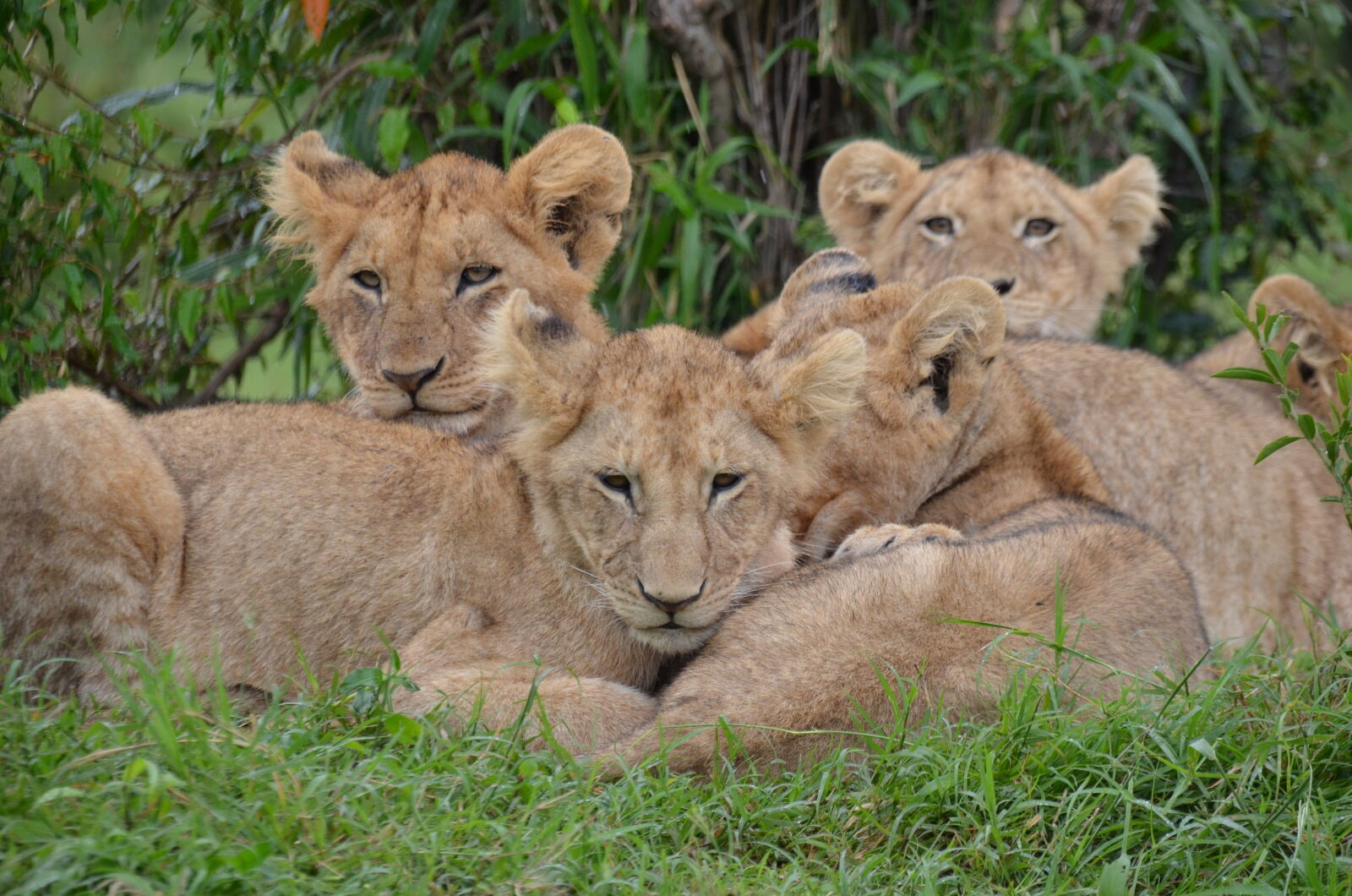 Nikon D5100 + Sigma 18-200mm F3.5-6.3 DC OS HSM sample photo. Africa, kenya, lion, cubs photography