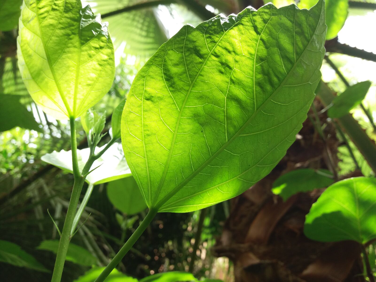 Samsung Galaxy J5(2016) sample photo. Plant, nature, green photography