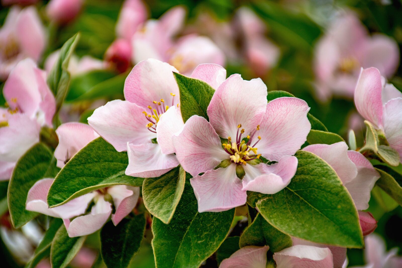 Nikon D7100 sample photo. Quince blossom, flower, nature photography