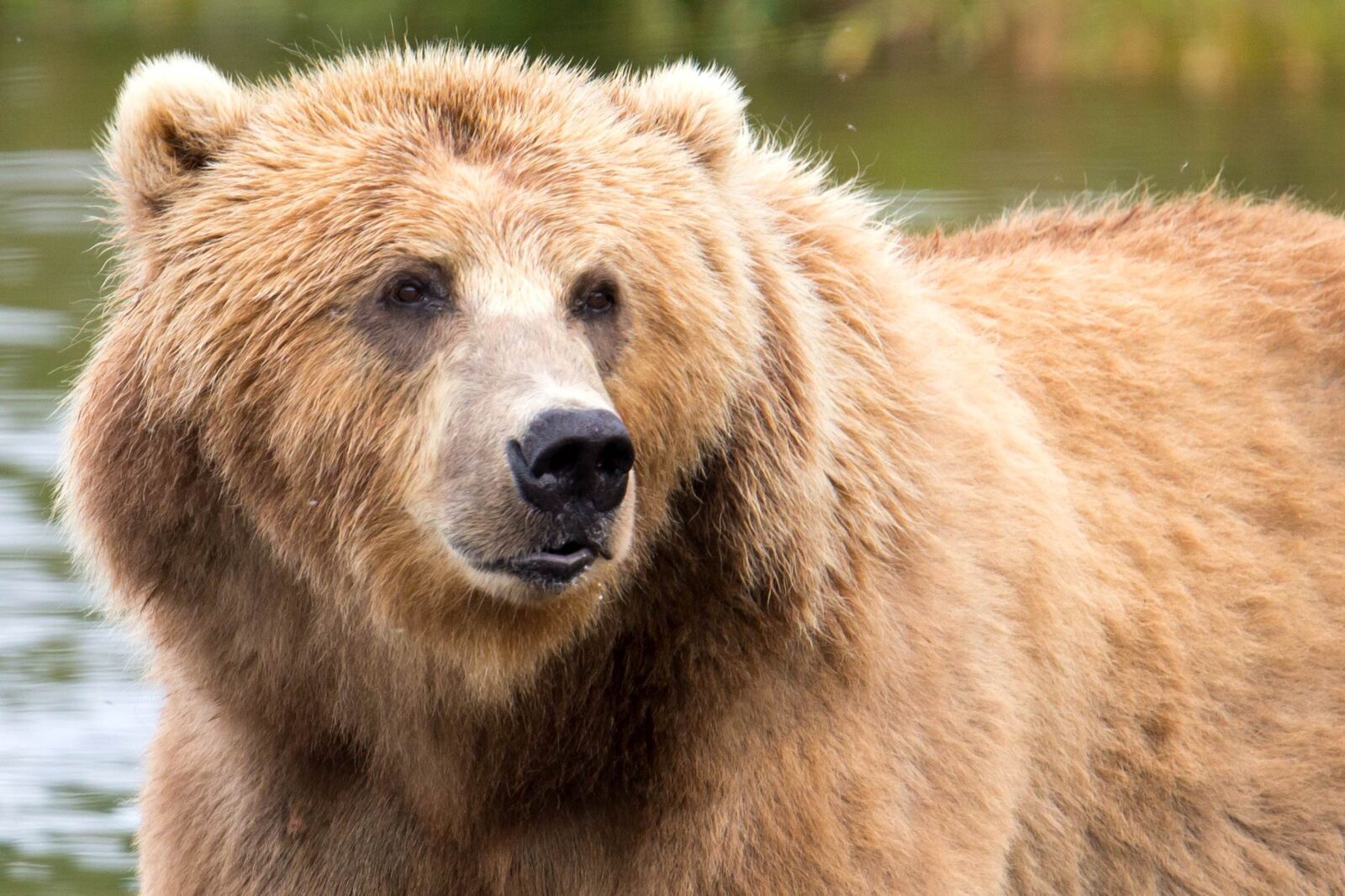 Canon EOS 6D sample photo. Brown bear, up-close, head photography